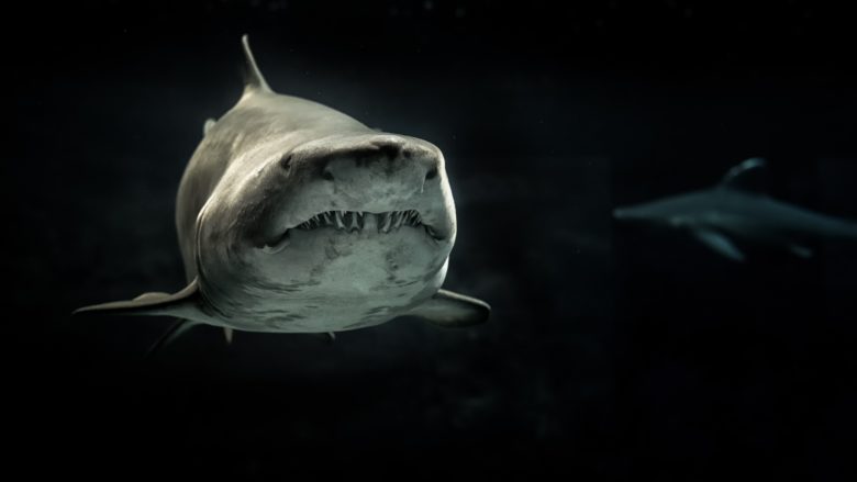 shark in the dark ocean