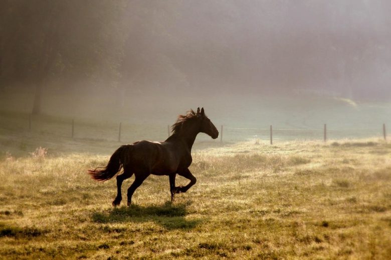 horse running