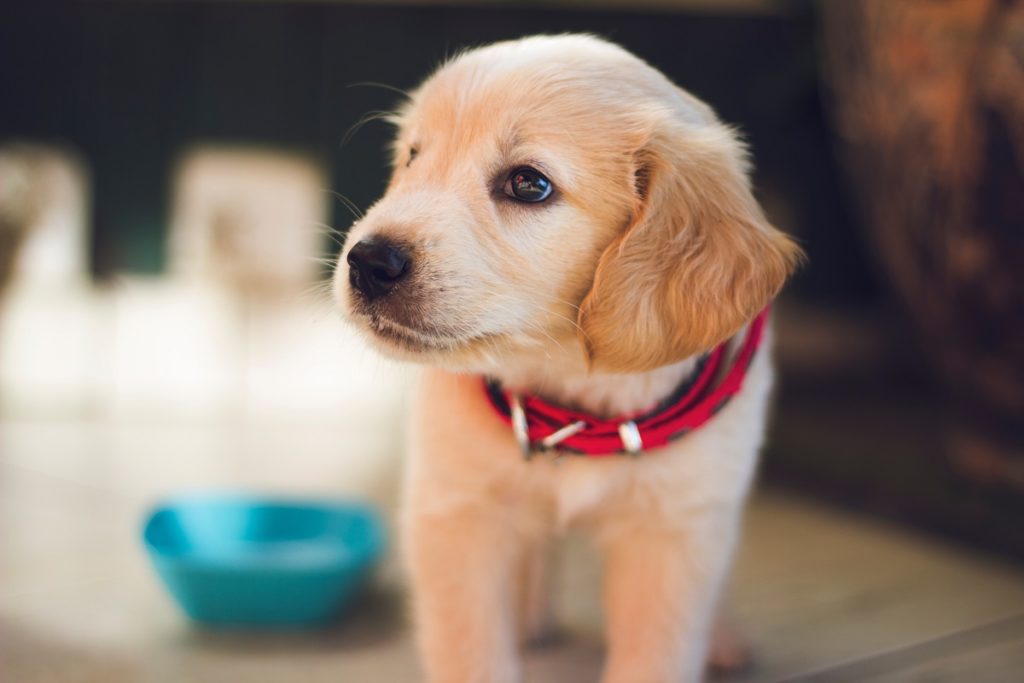 labrador puppy wih a red collar
