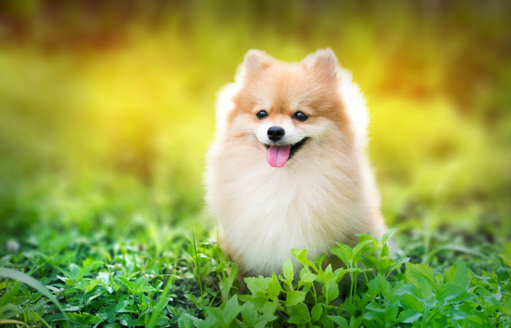 Seniors, here are the perfect dog breeds for a retirement home or a ...