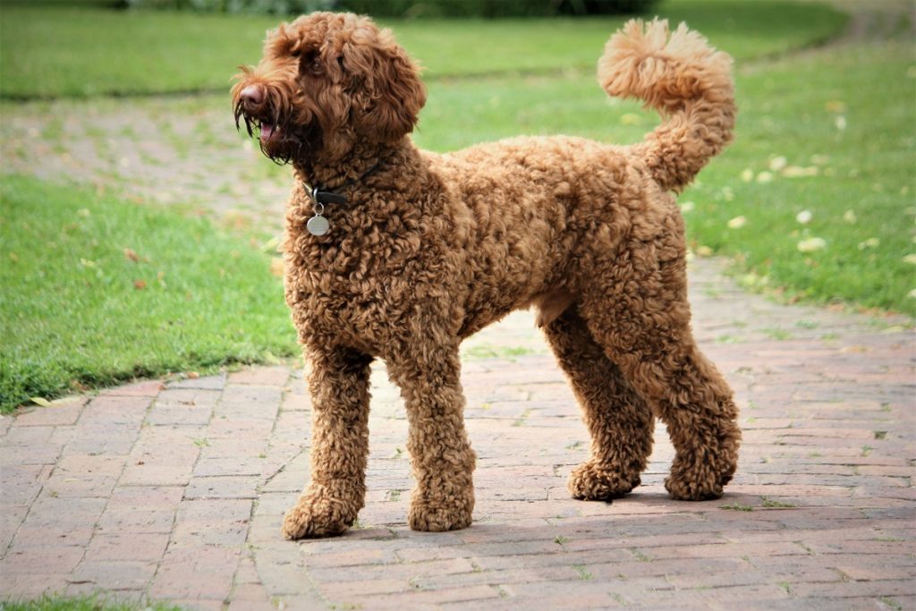 Poodle dog
