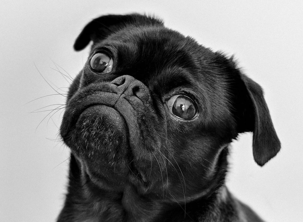 Pug