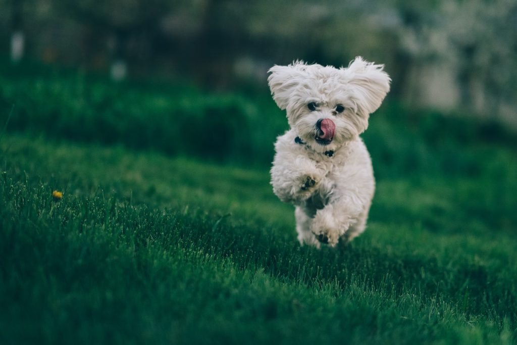 bolognese bichon