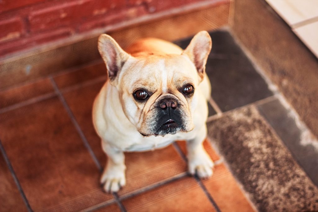french bulldog