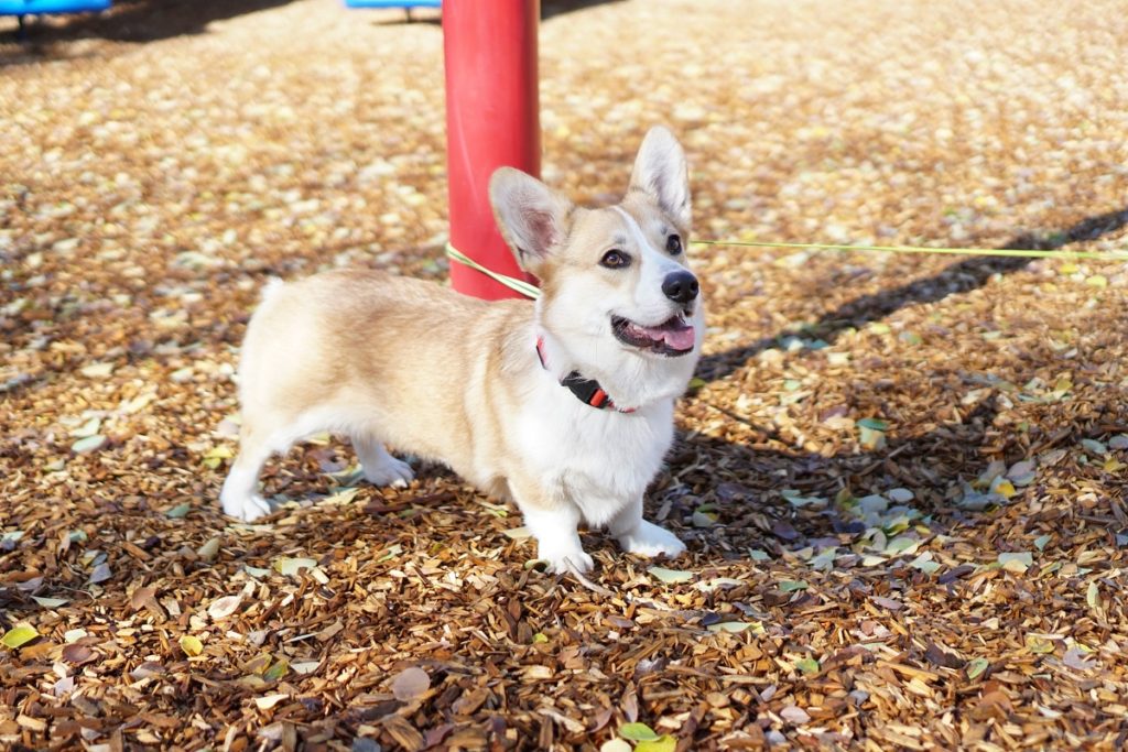 welsh corgi in the park