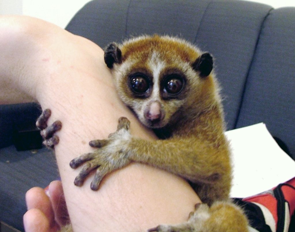 Slown Loris Female