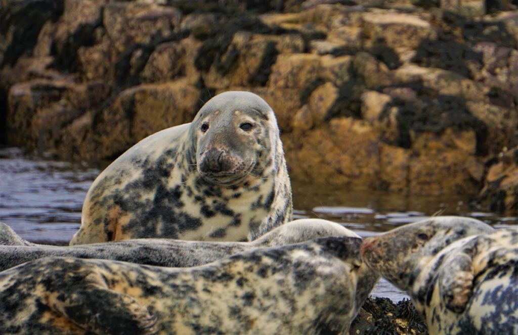 group of white-and-black sea lions