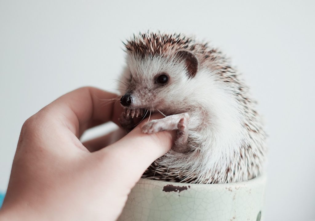 brown hedgehog