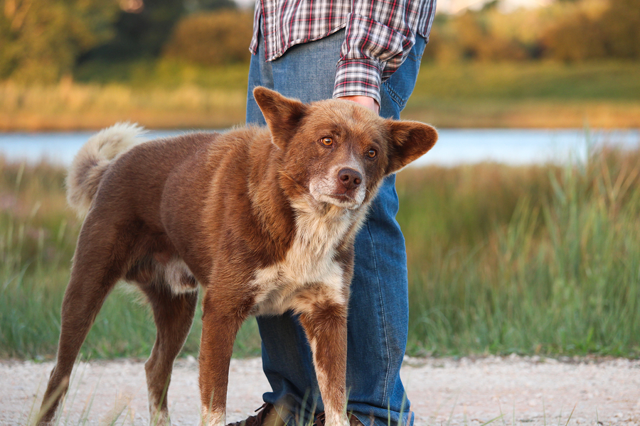 Dog leaning on his master in the park