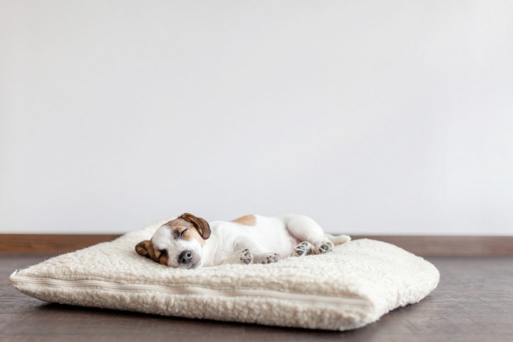 Sleeping puppy on dog bed