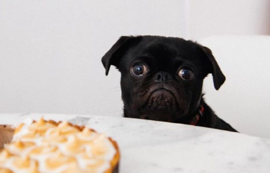 pug habits