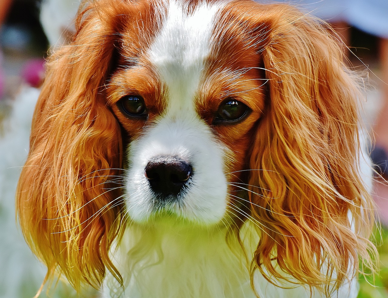 The Quietest Dog Breeds BetterBe